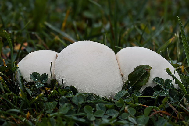 prášnica Lycoperdon sp.