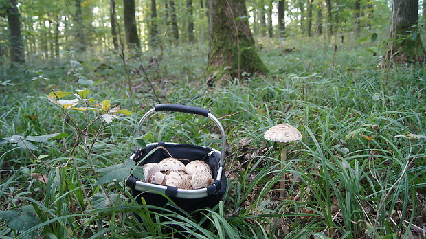 bedľa vysoká Macrolepiota procera (Scop.) Singer