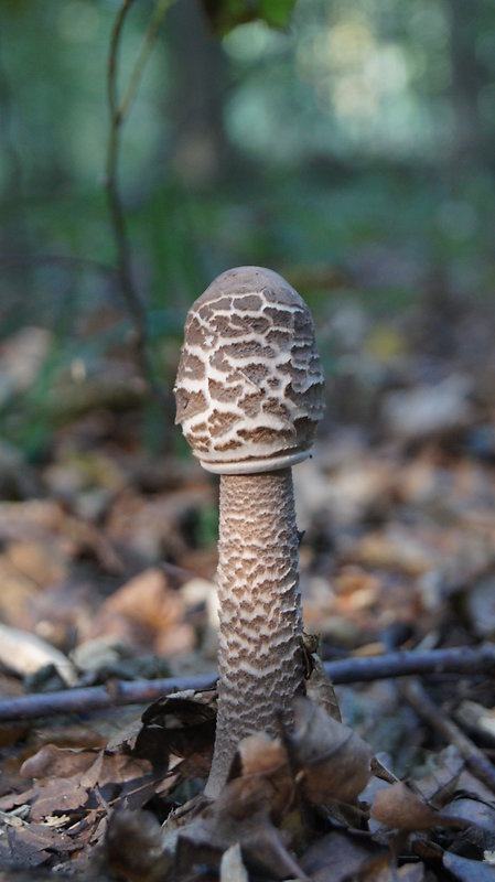 bedľa vysoká Macrolepiota procera (Scop.) Singer