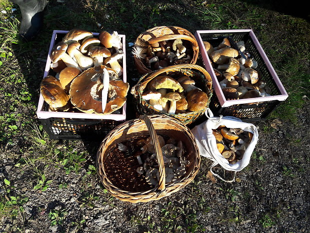 hríb Neoboletus erythropus (Pers.) C. Hahn