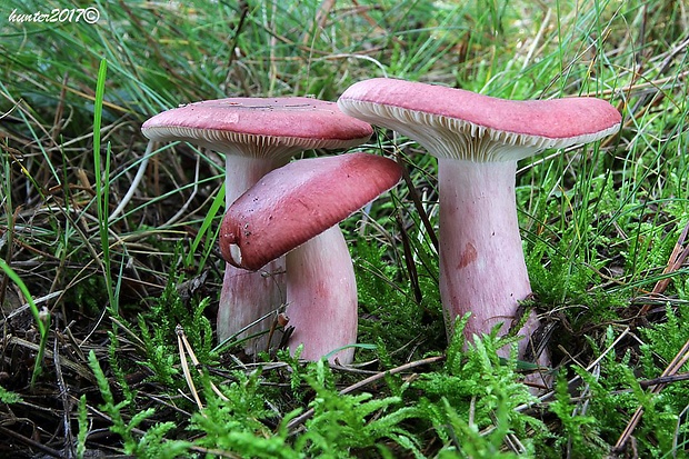 plávka krvavá Russula sanguinaria (Schumach.) Rauschert