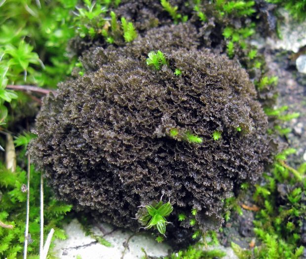 napúchavec lalôčkatý Scytinium lichenoides (L.) Otálora, P.M. Jørg. & Wedin