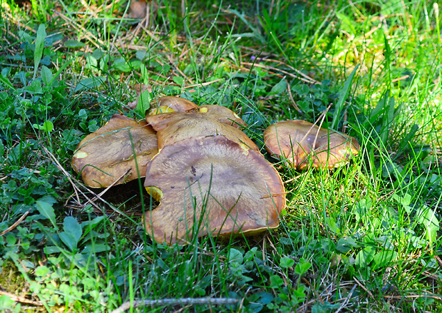 masliak kopcový Suillus collinitus  (Fr.) Kuntze