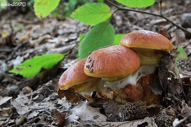 masliak smrekovcový Suillus grevillei (Klotzsch) Singer