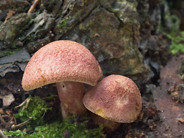 čírovec červenožltý Tricholomopsis rutilans (Schaeff.) Singer