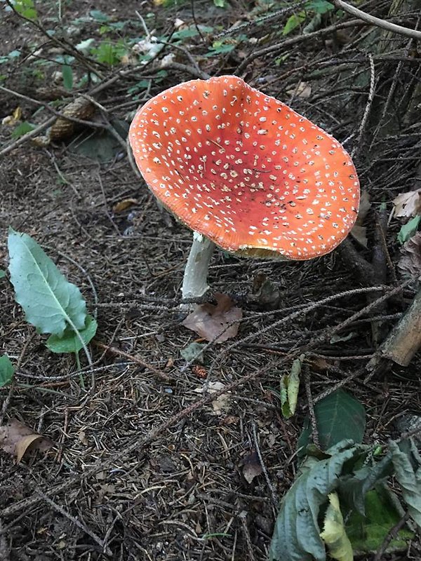 muchotrávka červená Amanita muscaria (L.) Lam.