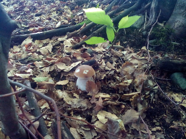 hríb smrekový. Boletus edulis Bull.