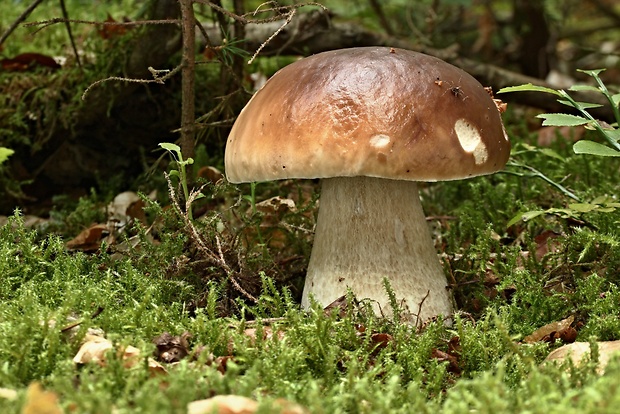 hríb smrekový Boletus edulis Bull.