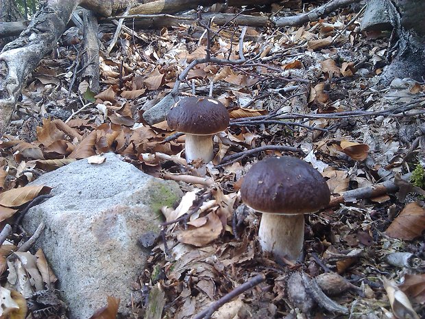 hríb smrekový Boletus edulis Bull.