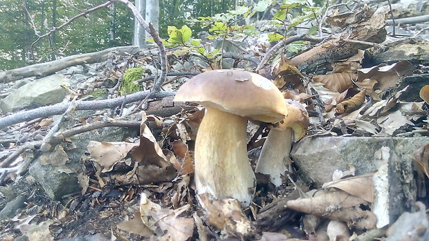 hríb smrekový Boletus edulis Bull.