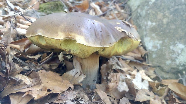 hríb smrekový Boletus edulis Bull.