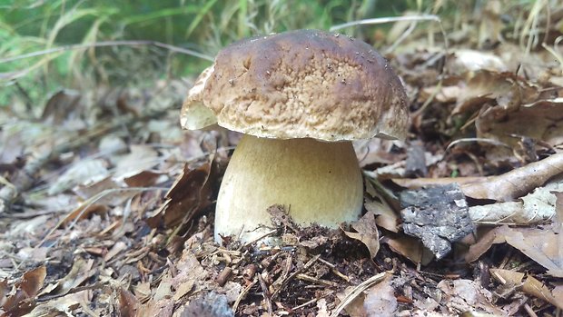 hríb smrekový Boletus edulis Bull.