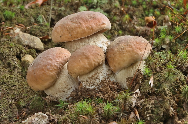 hríb smrekový Boletus edulis Bull.