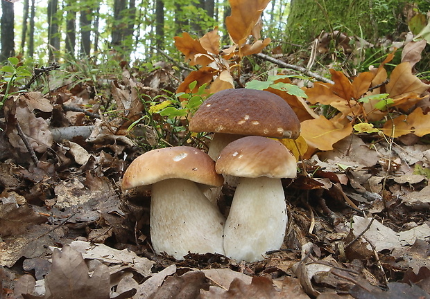 hríb smrekový Boletus edulis Bull.