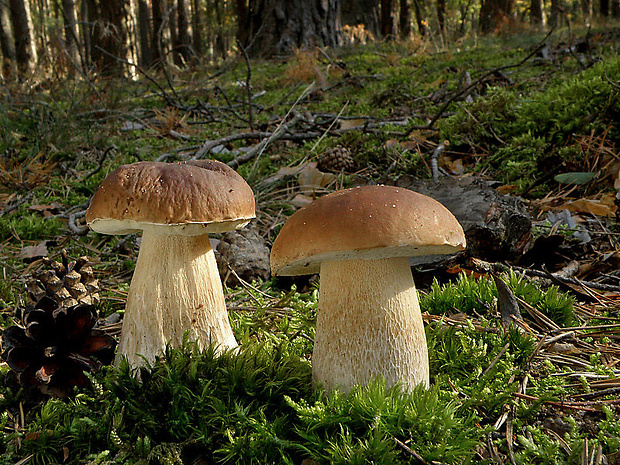 hríb smrekový Boletus edulis Bull.