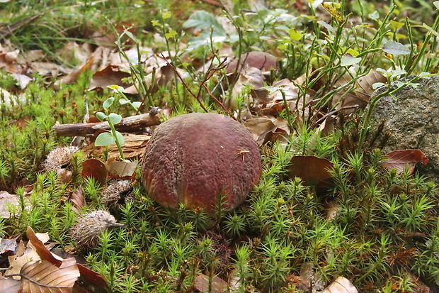 hríb sosnový Boletus pinophilus Pil. et Dermek in Pil.