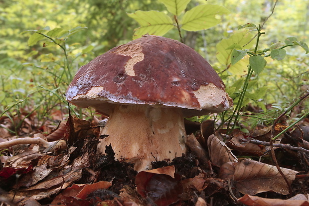 hríb sosnový Boletus pinophilus Pil. et Dermek in Pil.