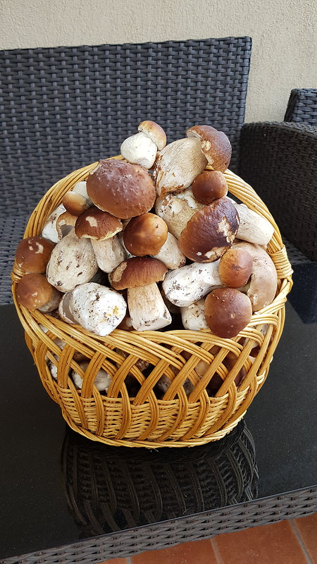 hríb dubový Boletus reticulatus Schaeff.