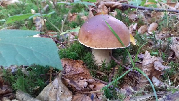 hríb dubový Boletus reticulatus Schaeff.