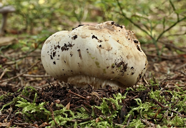 náramkovka cisárska Catathelasma imperiale (P. Karst.) Singer