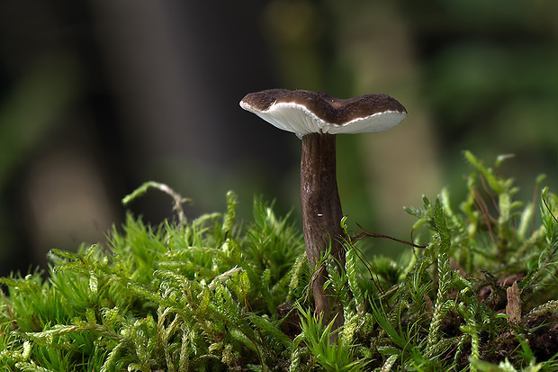 rýdzik čiernozamatový Lactarius lignyotus Fr.