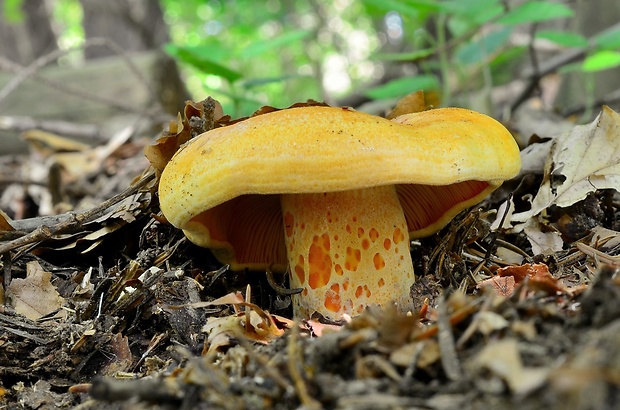 rýdzik jedľový Lactarius salmonicolor R. Heim & Leclair