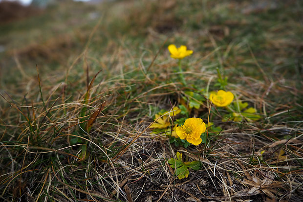 iskerník Ranunculus sp.