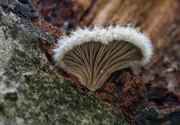 klanolupeňovka obyčajná Schizophyllum commune Fr.