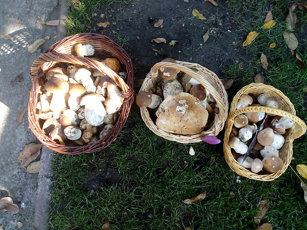 hríb smrekový Boletus edulis Bull.