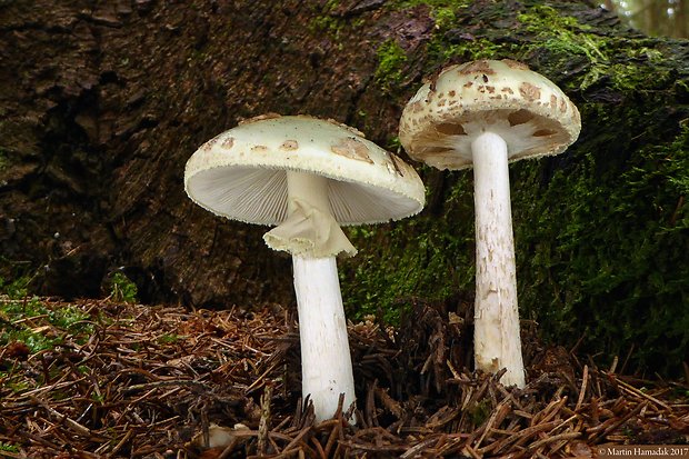 muchotrávka citrónovožltá Amanita citrina Pers.