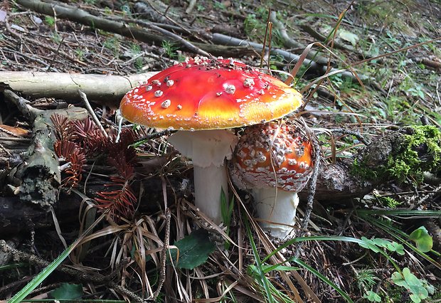 muchotrávka červená Amanita muscaria (L.) Lam.