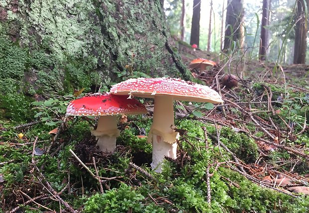 muchotrávka červená Amanita muscaria (L.) Lam.