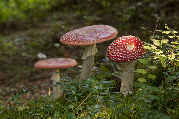 muchotrávka červená Amanita muscaria (L.) Lam.