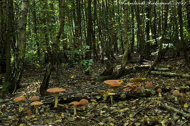 muchotrávka červená Amanita muscaria (L.) Lam.