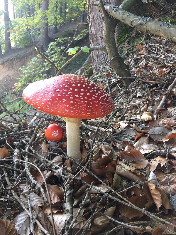 muchotrávka červená Amanita muscaria (L.) Lam.