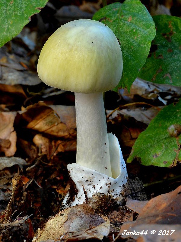 muchotrávka zelená Amanita phalloides (Vaill. ex Fr.) Link