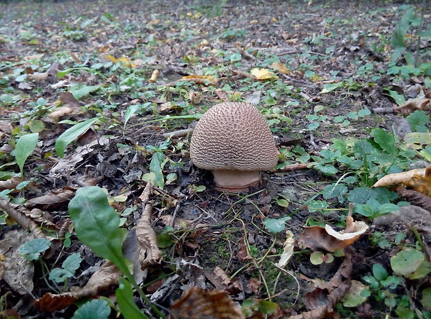 muchotrávka červenkastá Amanita rubescens Pers.