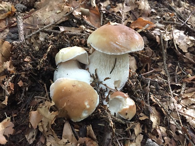 hríb smrekový Boletus edulis Bull.