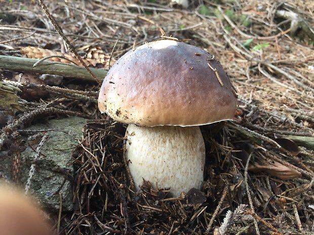 hríb smrekový Boletus edulis Bull.