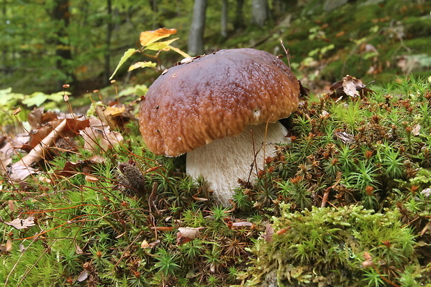 hríb smrekový Boletus edulis Bull.