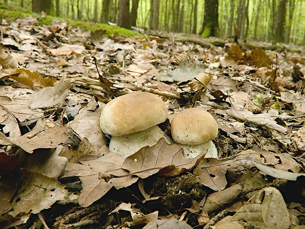 hríb smrekový Boletus edulis Bull.