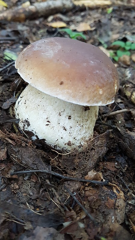 hríb smrekový Boletus edulis Bull.