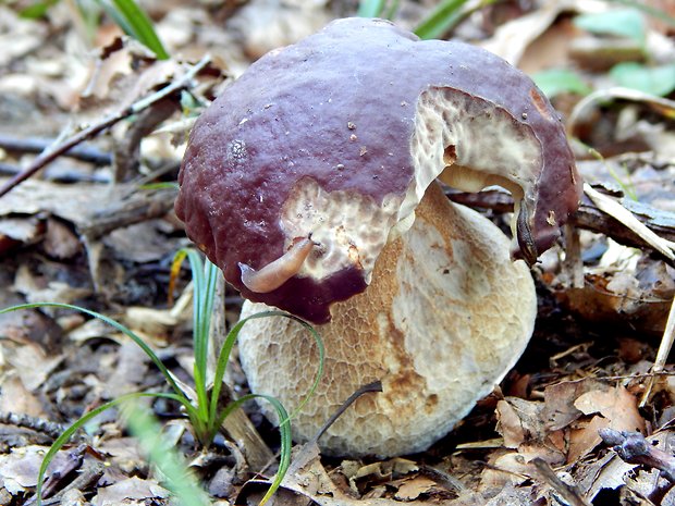 hríb sosnový Boletus pinophilus Pil. et Dermek in Pil.