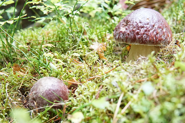 hríb sosnový Boletus pinophilus Pil. et Dermek in Pil.