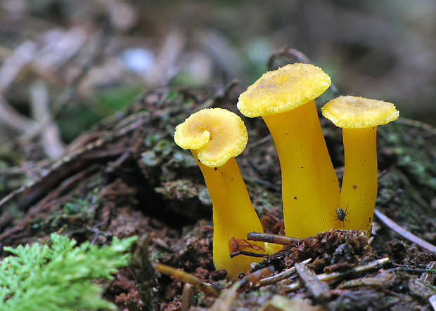 kuriatko žltohnedé Cantharellus lutescens Fr.