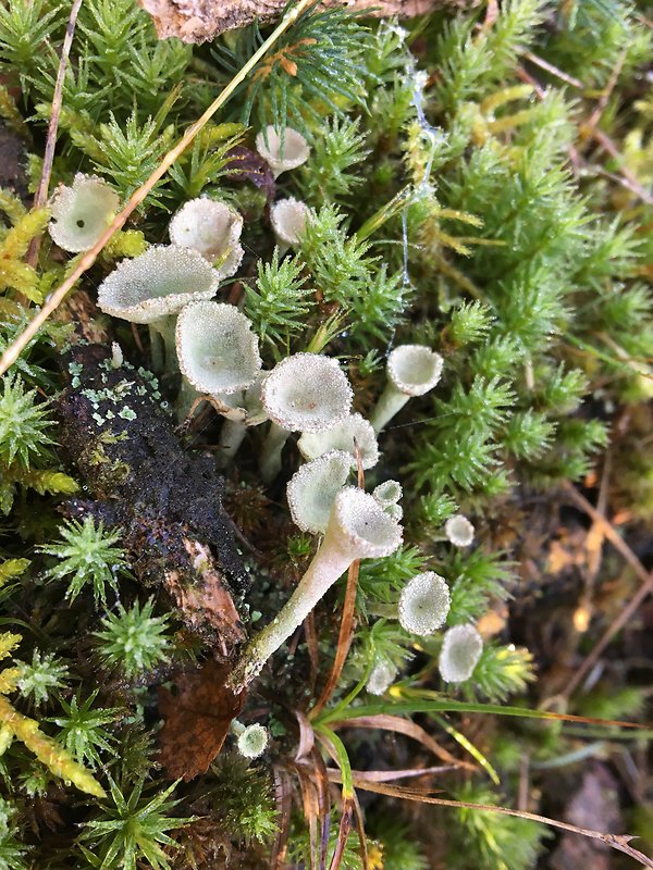 dutohlávka Cladonia sp.