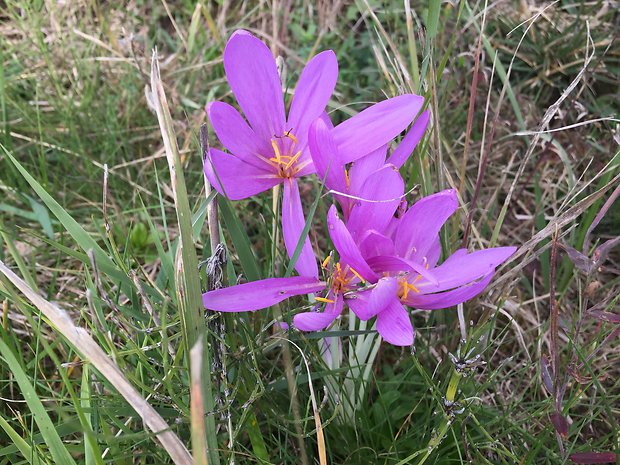 jesienka obyčajná Colchicum autumnale