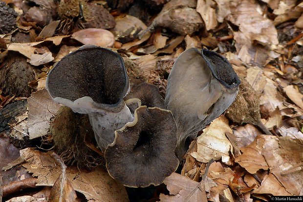 lievik trúbkovitý Craterellus cornucopioides (L.) Pers.