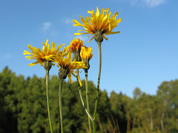 škarda mäkká jastrabníkovitá Crepis mollis subsp. hieracioides (Waldst. et Kit.) Domin