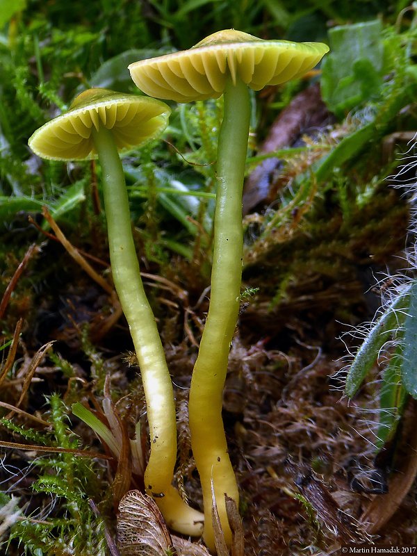 lúčnica žltozelená Gliophorus psittacinus (Schaeff.) Herink